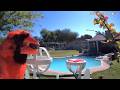Live Bird Cam Reveals the Wildest Backyard Battle Yet