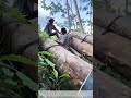 Weighted and Pushed: Moving Logs Up Jungle Slopes by Motorcycle