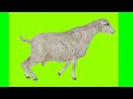 Green screen video sheep #walking #running#eating#idle/Sheep video for kinemaster