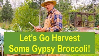 Early-Fall Garden Update 2016: Let's Go Harvest Some Gypsy Broccoli!