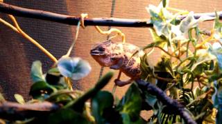 Female Nosy Faly Panther Chameleon Eating a Cricket