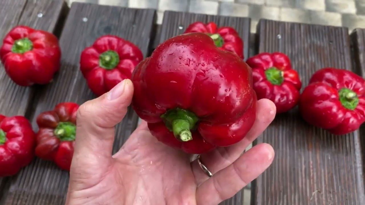 Velmi raná paprika Liebesapfel - YouTube Velmi raná paprika Liebesapfel - YouTube