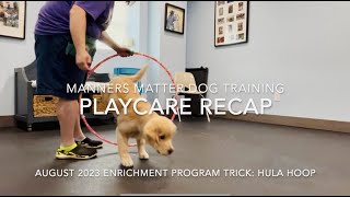 August 2023 Playcare: Hoop Trick by Manners Matter Dog Training and Daycare 1 view 7 months ago 1 minute, 33 seconds