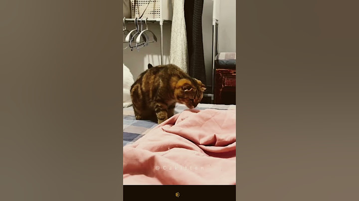 Part101丨Play a little joke on the cat😺 🐾#funnyanimals #fyp #viralvideo #foryou #funnycat #cat