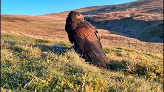 Harris Hawks hunting Rabbits! Falconry in Scotland