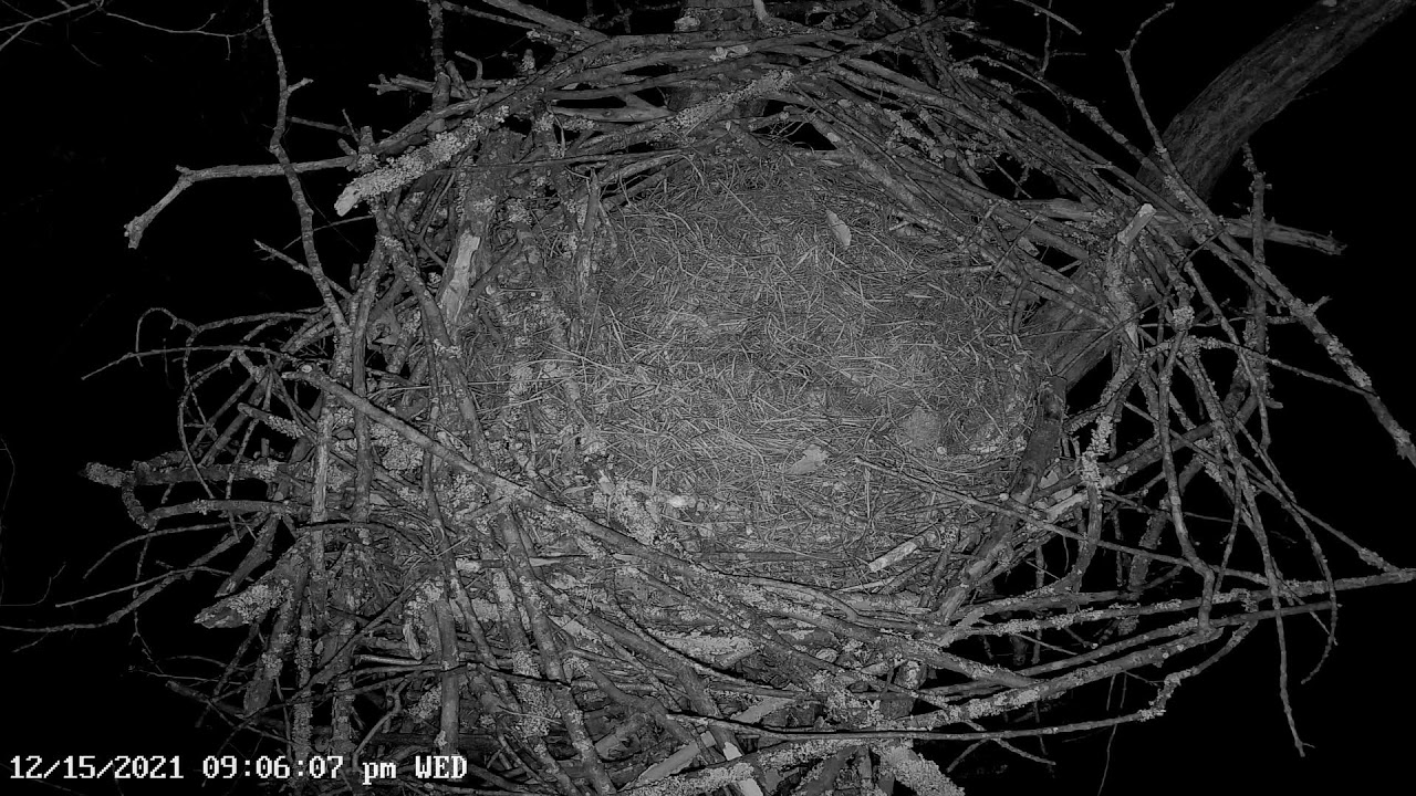 Dale Hollow Eagle Camera Live Stream - YouTube