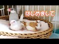 【はじめまして。雪月花です】　ジュウシマツと文鳥の里親になりました　pinohana　十姉妹　ブンチョウ
