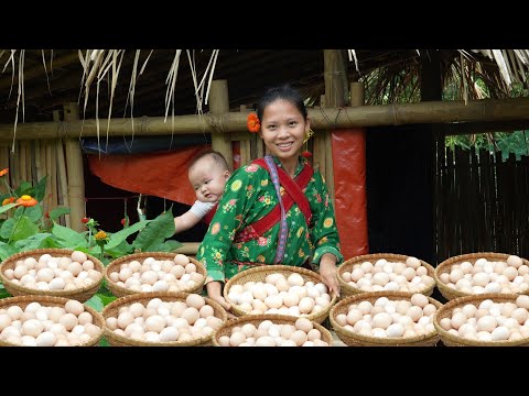 24H - Harvesting CHICKEN EGGS at the Farm to sell at the market | Ly Tieu Ca