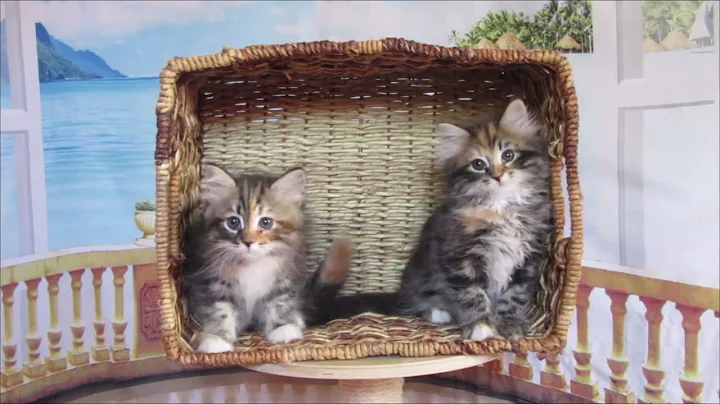 Video 10830391: siberian cattery