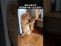 ラブラドールレトリバーの可愛さはどの犬にも負けてない動画 #ラブラドールレトリバー #犬