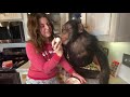 CHIMPANZEE CHEF BAKES CHRISTMAS CUPCAKES | Myrtle Beach Safari Merry Chimpsmas