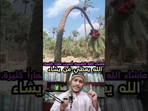 كم عدد الثمار التي حملتها الشجرة       