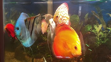 CÁ DĨA ĐẸP | CẬN CẢNH CÁ ĐẺ TRỨNG | HỒ QUANG LỘC OFFICIAL