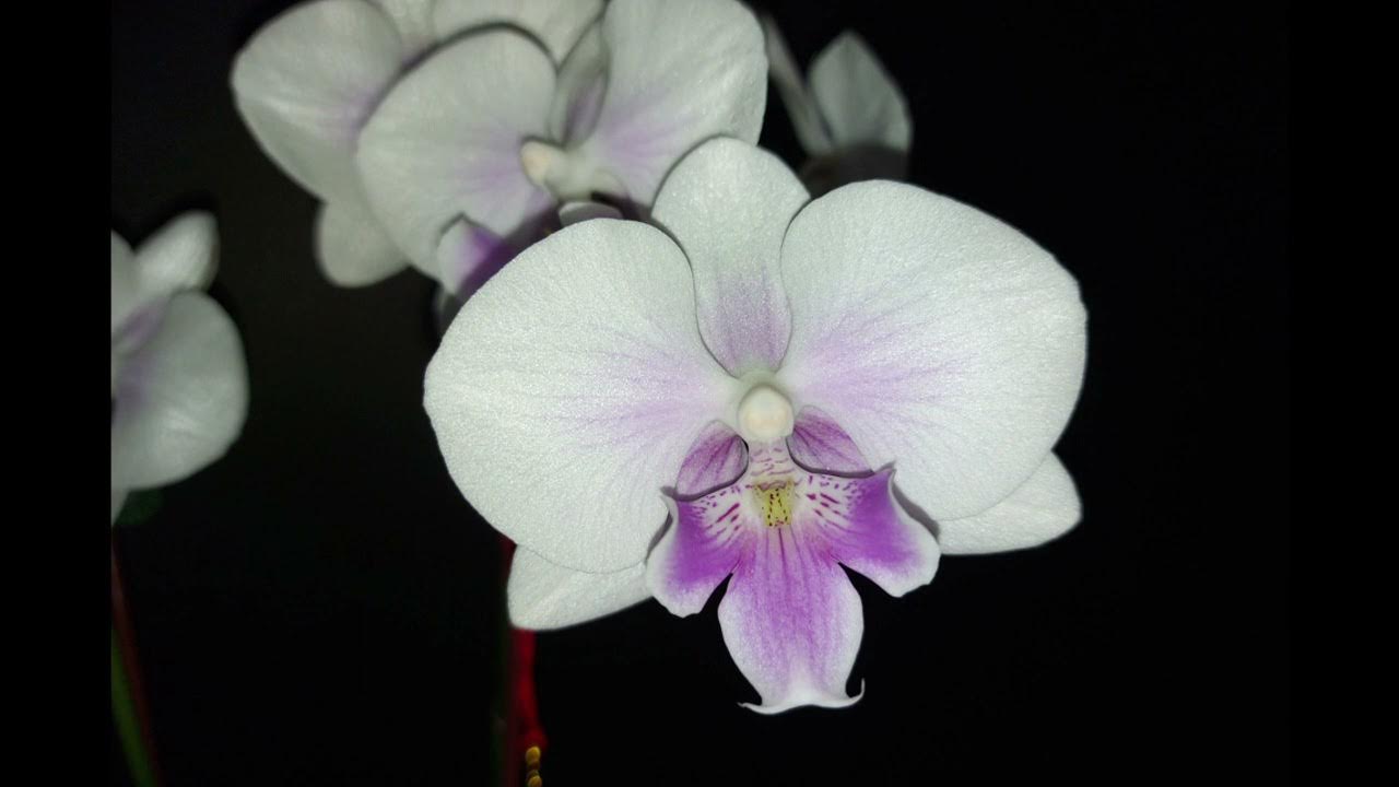 特殊品种蝴蝶兰与翻唱歌曲《海韵》Special species of Phalaenopsis and the cover song "Sea Rhyme" 特殊品种蝴蝶兰与翻唱歌曲《海韵》Special species of Phalaenopsis and the cover song "Sea Rhyme"