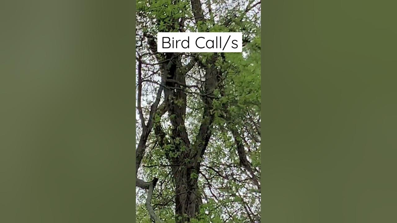 what-does-it-mean-when-bird-chirps-call-bird-calls-shorts