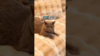 요즘 가을은 건너뛰고 겨울이 온것 같아 아쉬워요길어진 겨울 준비 이걸로 끝이에요☺️#극세사패드 #겨울필수템 #집꾸미기 #생활템추천 #겨울준비