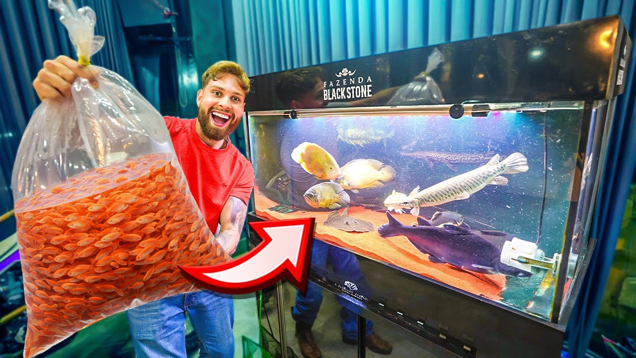 O RENATO ME DEU VARIOS ALEVINOS DE PRESENTE PRA COLOCAR NO AQUÁRIO 😍