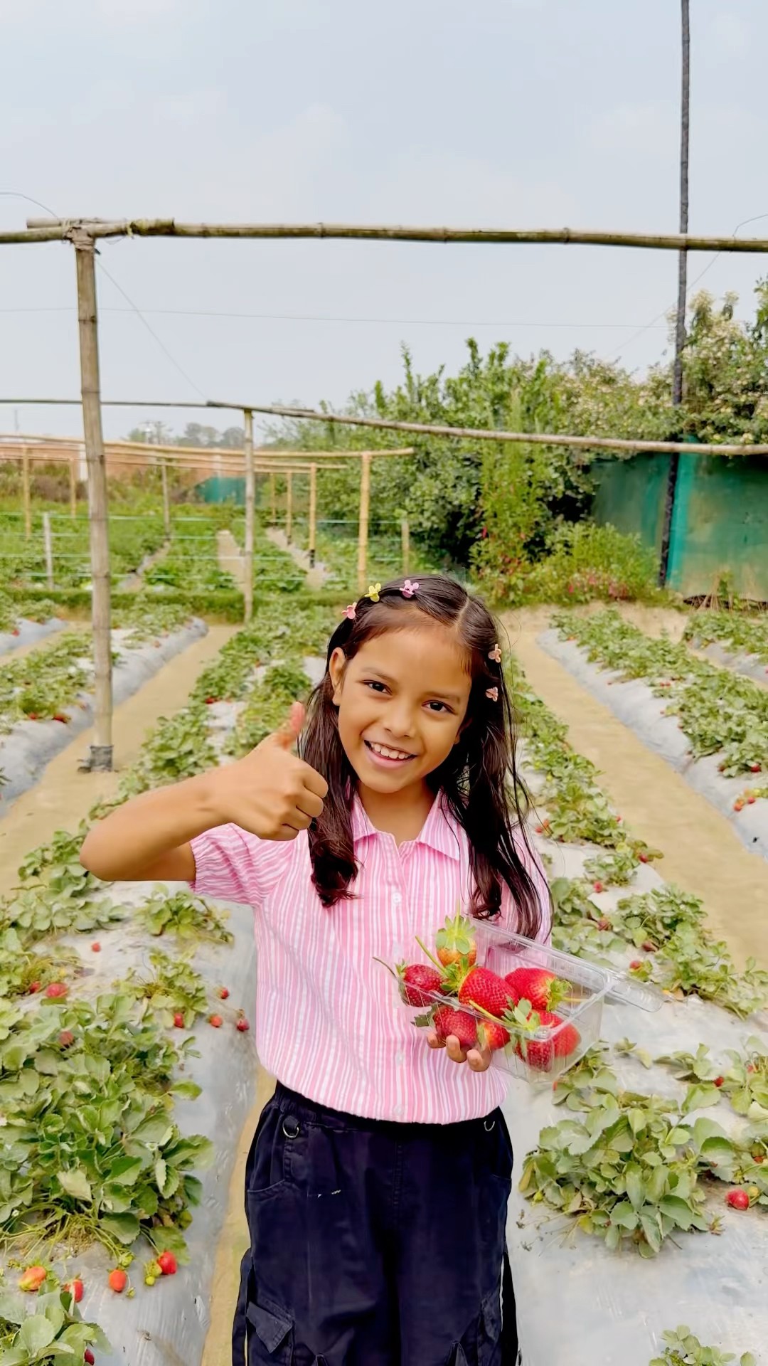 Reedishna Strawberry Farms Mai Aye