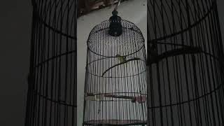 Download Lagu Pleci Full Isian Suara Sikatan Londo #pleci #kicaumania #masteranburung #sikatanlondo MP3