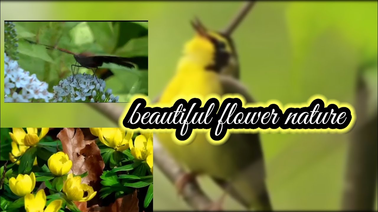 beautiful nature song video#nature #song #beautiful - YouTube