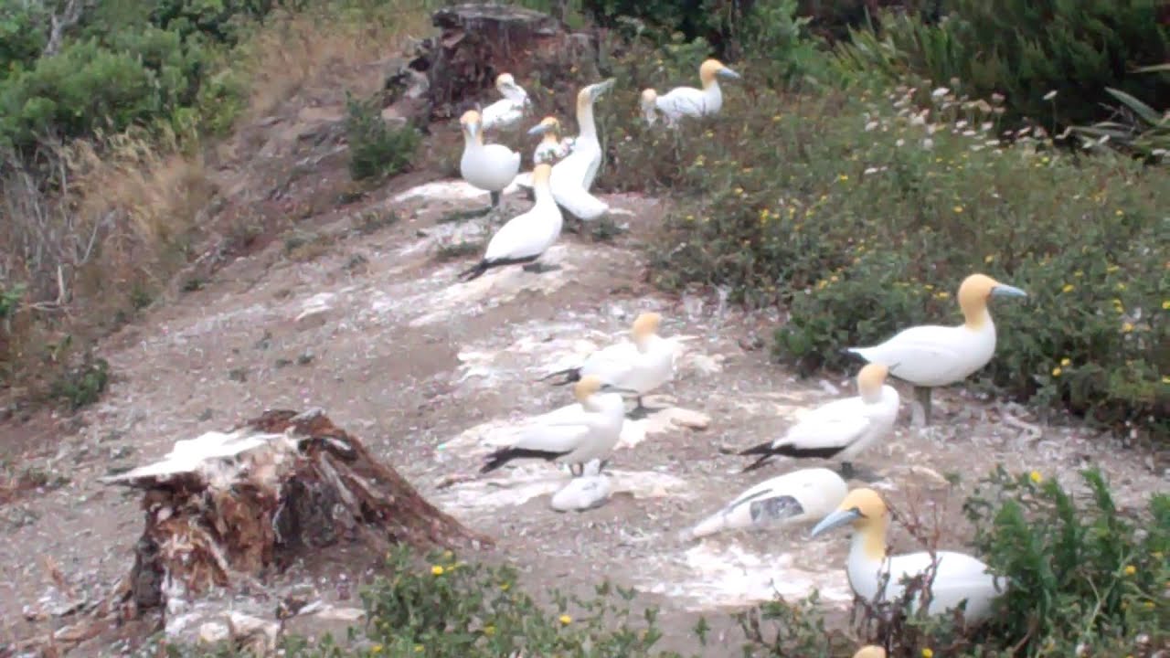 national parks development committee Gannet chick hatches on Motuora Island