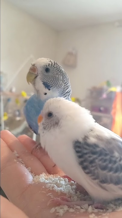 budgie parents lyrics meaning