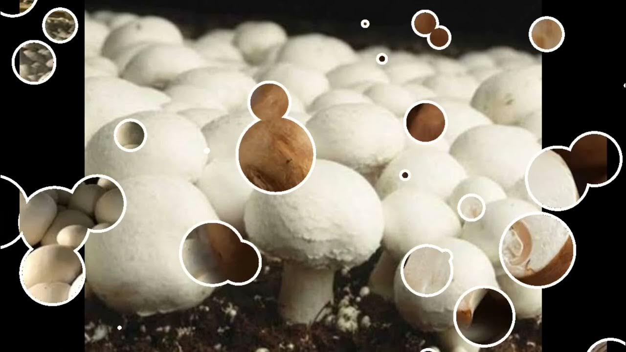 मशरूम की खेती कैसे करें, mushroom ki kheti / ghar par mushroom kaise