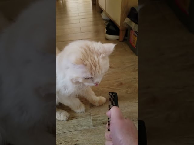 CATS VS COMB | Cats Reaction to the Sound of Comb | Cat makes Cat Gag
