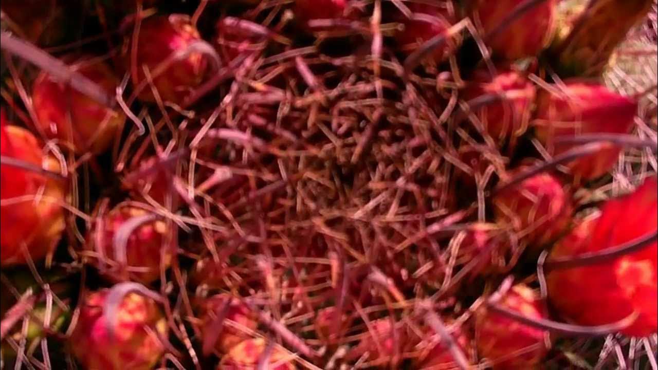 Edible Plants of the Southwest with Herbalist Darcey Blue Fishhook