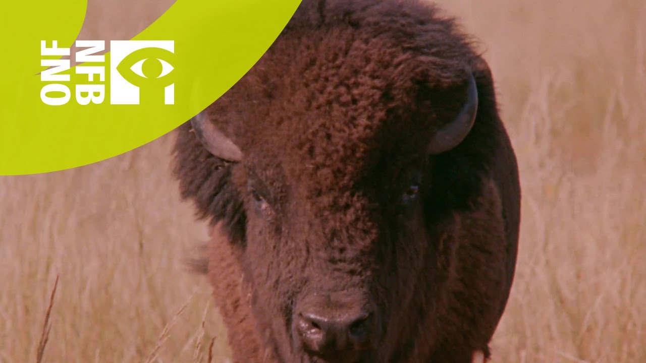 Documentary backdrop image for Age of the Buffalo (2021)