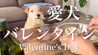 バレンタインデーに犬も食べられる簡単手作りクッキー(グルテンフリー)を作った。かわいい愛犬の反応がコチラ。［Valentine's Day］