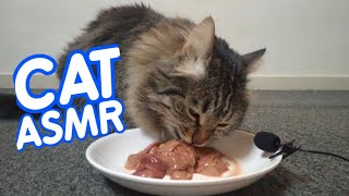 Cat eating asmr #105