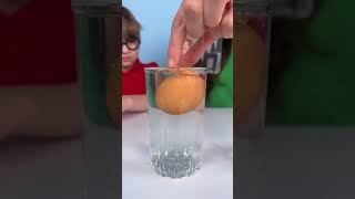 Why Does the Egg Float? 🥚 Fun Science for Kids #learning