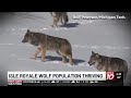Researchers say remote Lake Superior island’s wolves are thriving as packs prey on moose