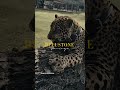 Rancho bajo la lupa tras ataqu3 de jaguar a un niño