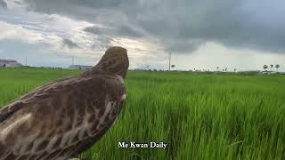 Best action Hunting Hawk Training