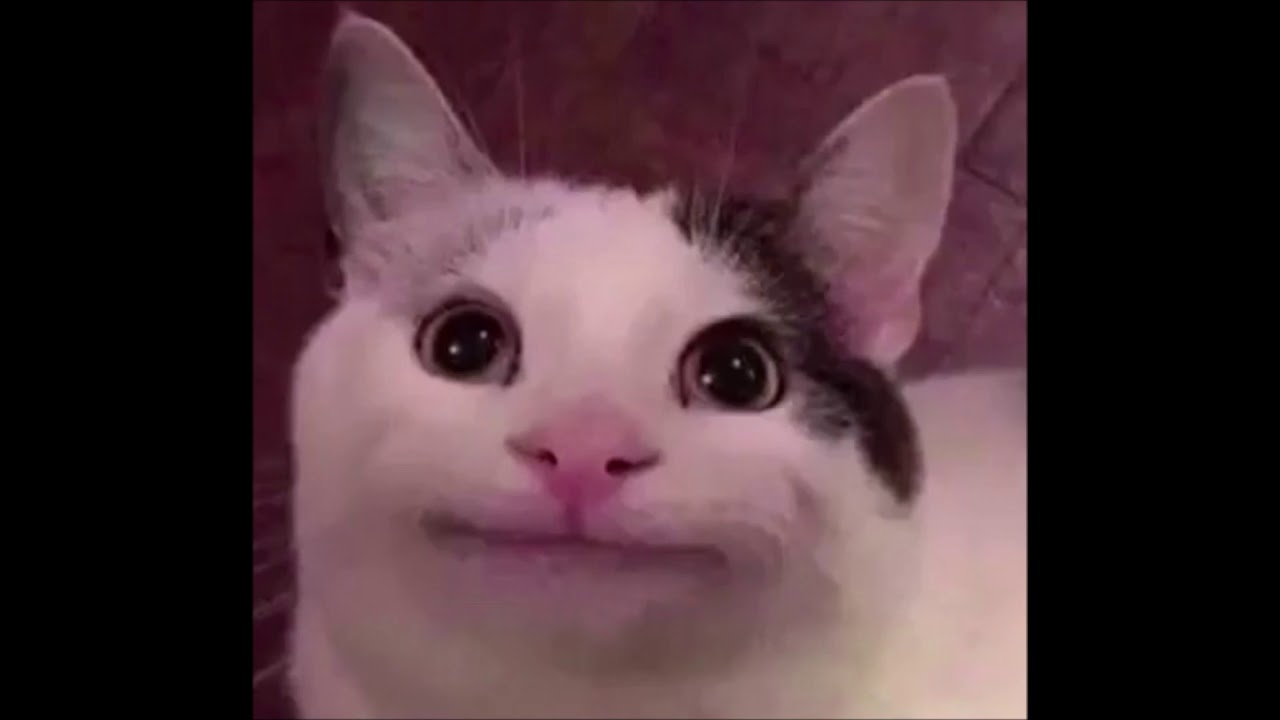 Smiling cat meme 2 0 - YouTube