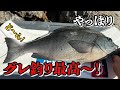 【祝】寒グレシーズン開幕戦!巨グレ釣りました!