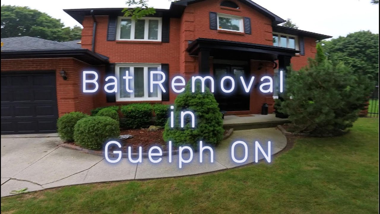 Bat Removal by Bats Canada