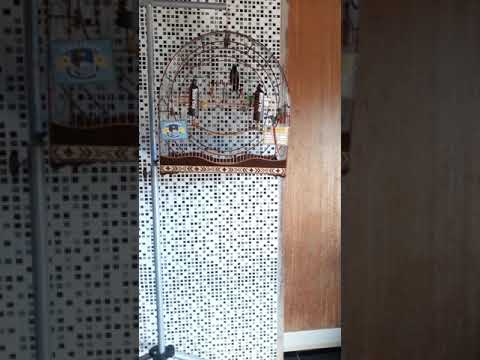 Curio robôcop CRIATORIO NJR barro alto Goiás