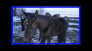 Chevaux De Flamisoul Dégoûté Que Rien Ne Bouge Dans Ce Dossier