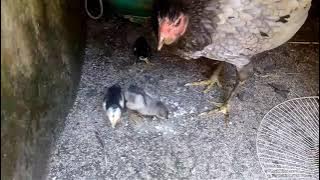 suara induk ayam saat memberi makan anaknya