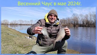 Весенний Чаус, май 2024  Рыбалка в Новосибирске!