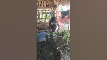 Smart Farmer Quick Way to Chop Grass Using Simple Tools #shorts