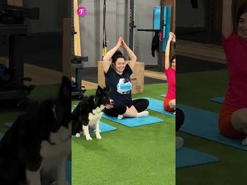 Adorable Dog Changes the Rules at the Gym #shorts