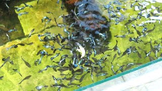 Aquarium (blue dragon guppies) after 12 months 😍