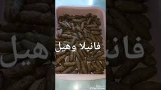 كفته مش ام نورانا هنا يا ريهام سعيد