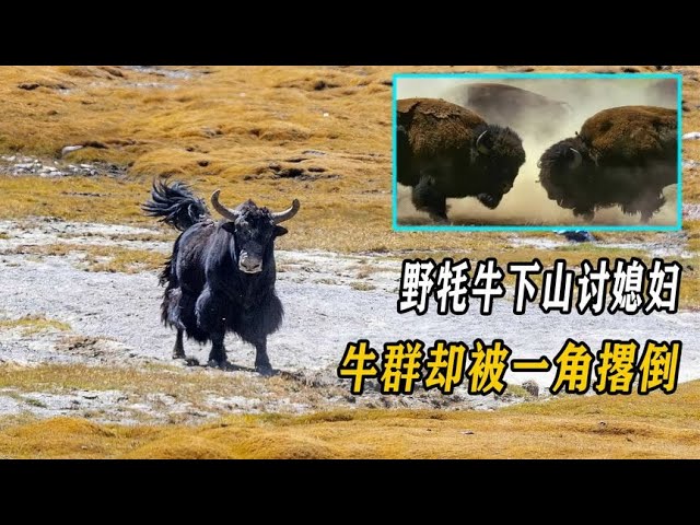 800公斤野牦牛能有多猛？牛魔王下山讨媳妇，牛群却被一角撂倒- YouTube