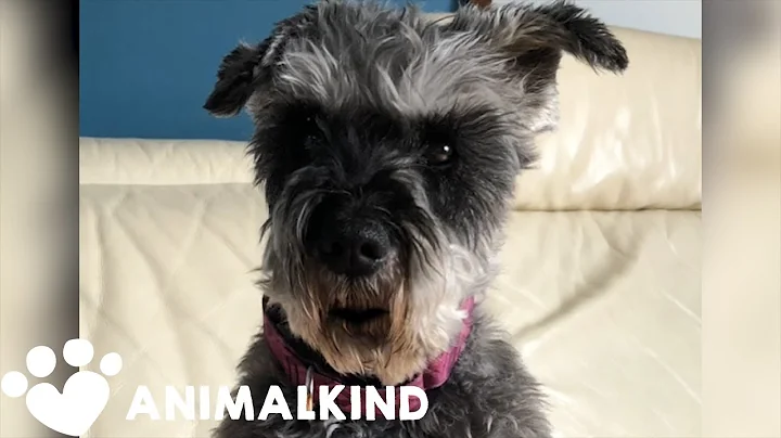 "Talking" dog dishes out social distancing advice | Animalkind