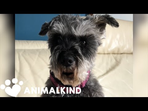 "Talking" dog dishes out social distancing advice | Animalkind